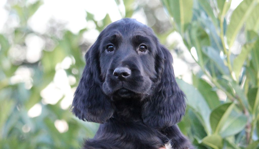 Du Plo Del Bosc - Chiot disponible  - Cocker Spaniel Anglais