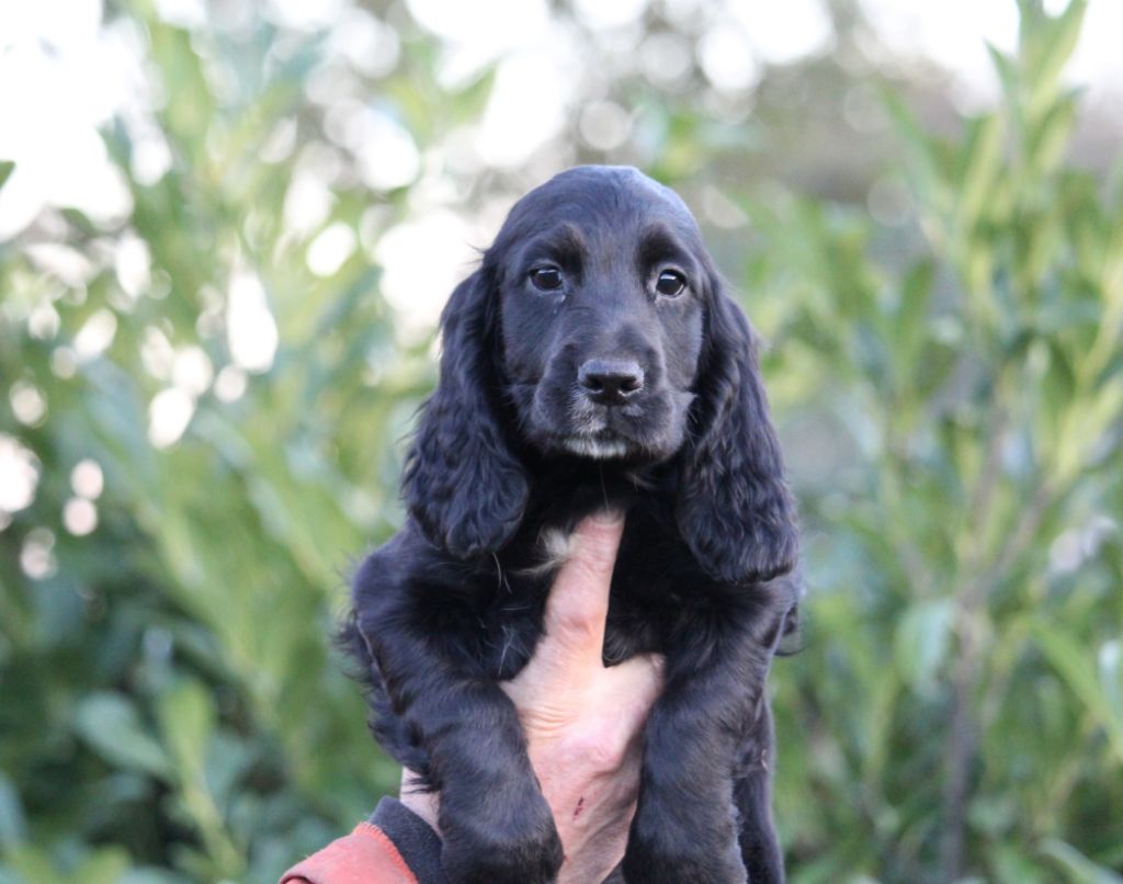 Du Plo Del Bosc - Chiot disponible  - Cocker Spaniel Anglais