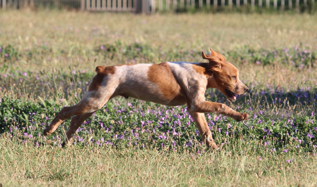 Du Plo Del Bosc - Chiot disponible  - Epagneul Breton