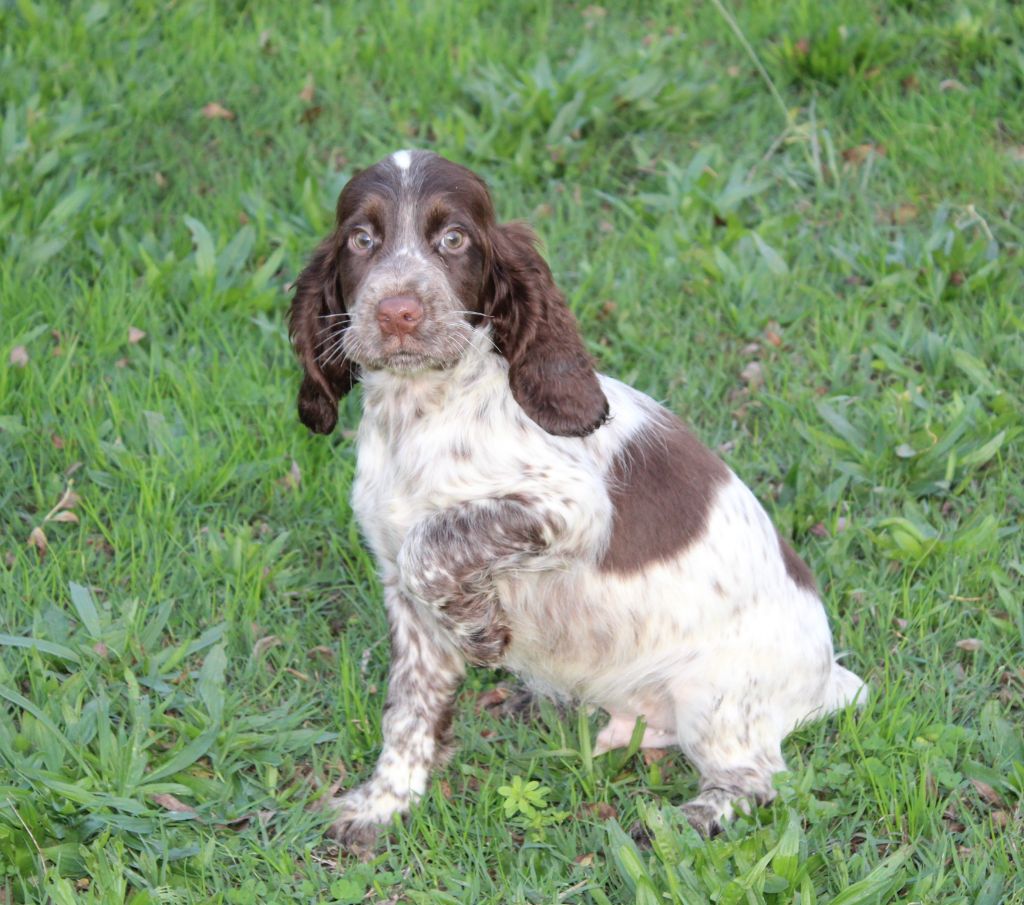 Du Plo Del Bosc - Chiot disponible  - Cocker Spaniel Anglais