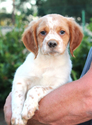 UPAS     (CHIOT MALE 2)