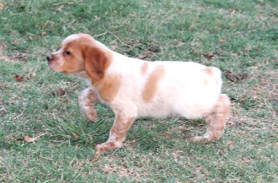 URUS   (CHIOT MALE 5)