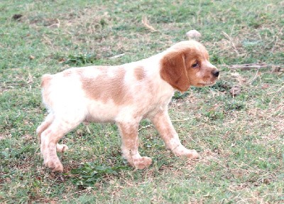 CHIOT MALE 1