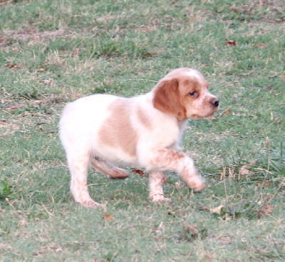 URSAL   (CHIOT MALE 3)