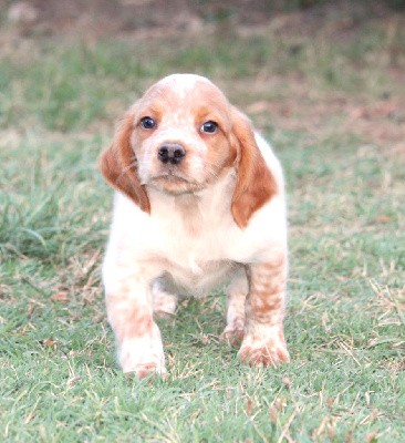 URSAL   (CHIOT MALE 3)