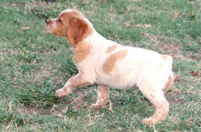 URUS   (CHIOT MALE 5)