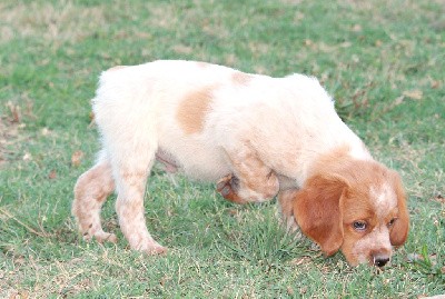 URUS   (CHIOT MALE 5)