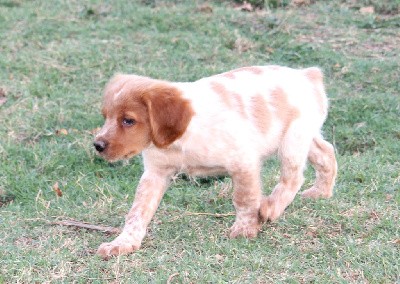 CHIOT MALE 1