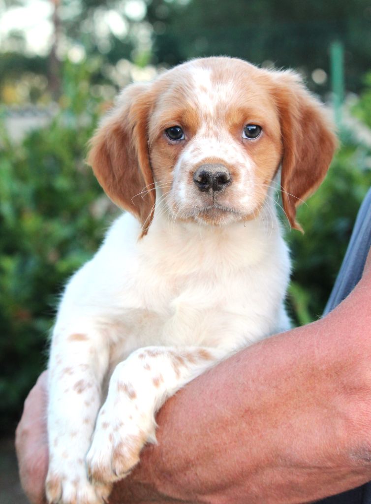 chiot Epagneul Breton Du Plo Del Bosc