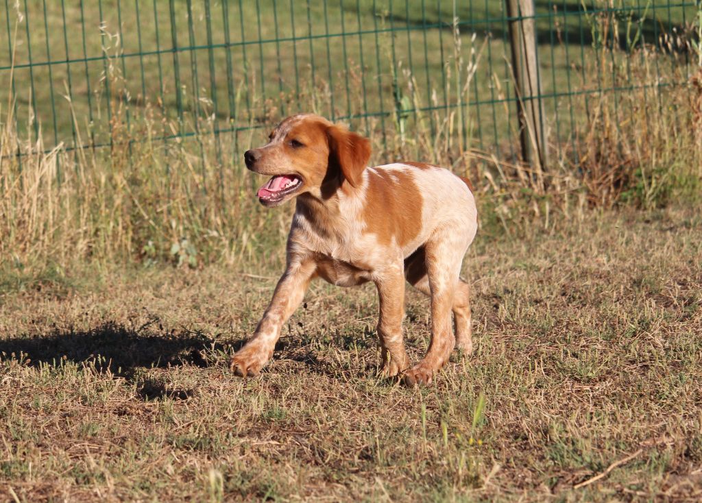 Du Plo Del Bosc - Chiot disponible  - Epagneul Breton