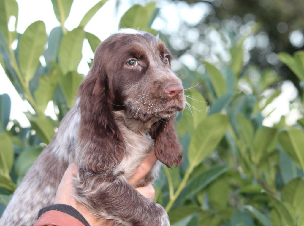 Du Plo Del Bosc - Chiot disponible  - Cocker Spaniel Anglais