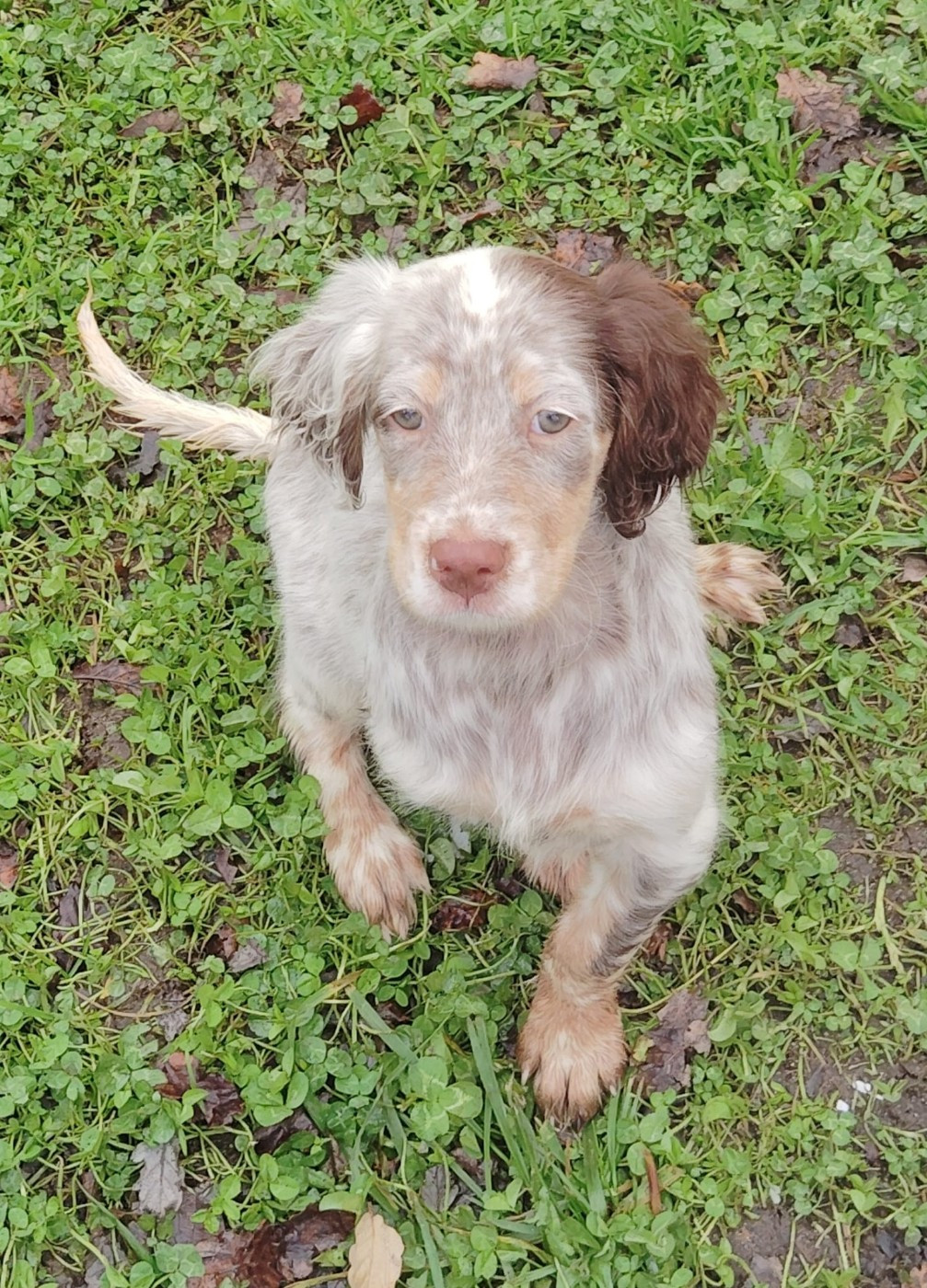 Du Plo Del Bosc - Chiots disponibles - Setter Anglais