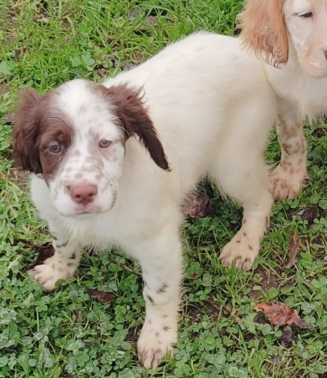 Du Plo Del Bosc - Chiots disponibles - Setter Anglais