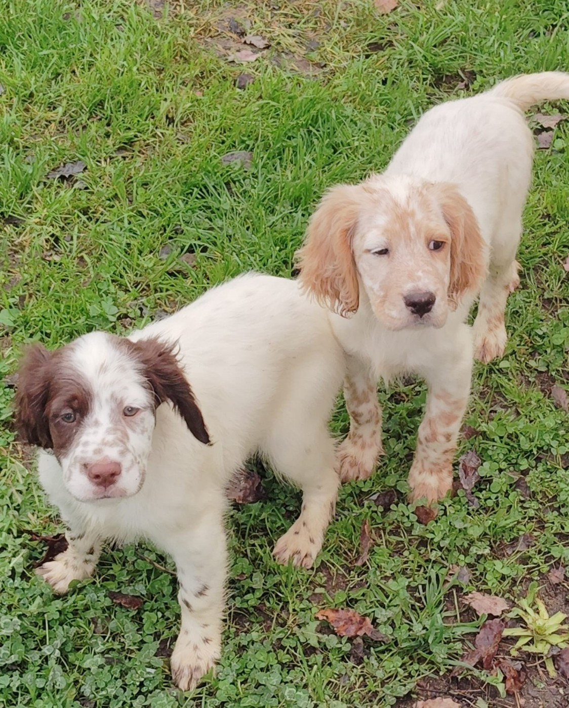 Chiot Setter Anglais Du Plo Del Bosc