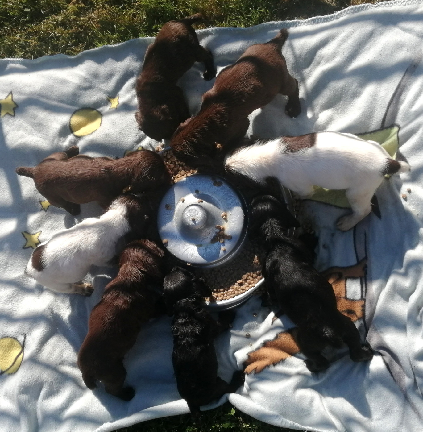 Chiot Cocker Spaniel Anglais Du Plo Del Bosc