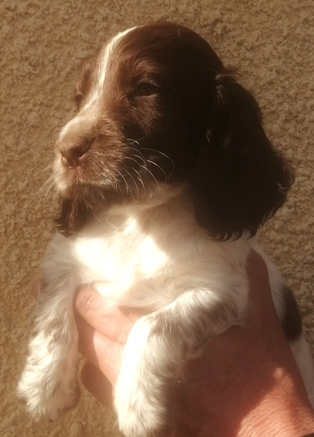 Du Plo Del Bosc - Chiots disponibles - Cocker Spaniel Anglais