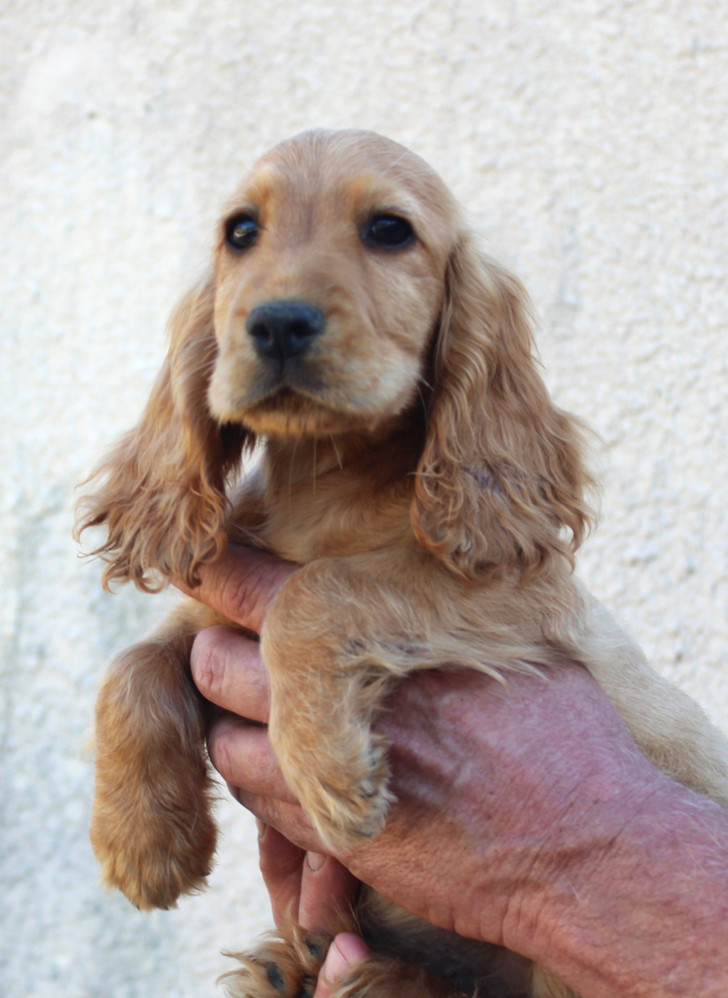 Du Plo Del Bosc - Chiots disponibles - Cocker Spaniel Anglais
