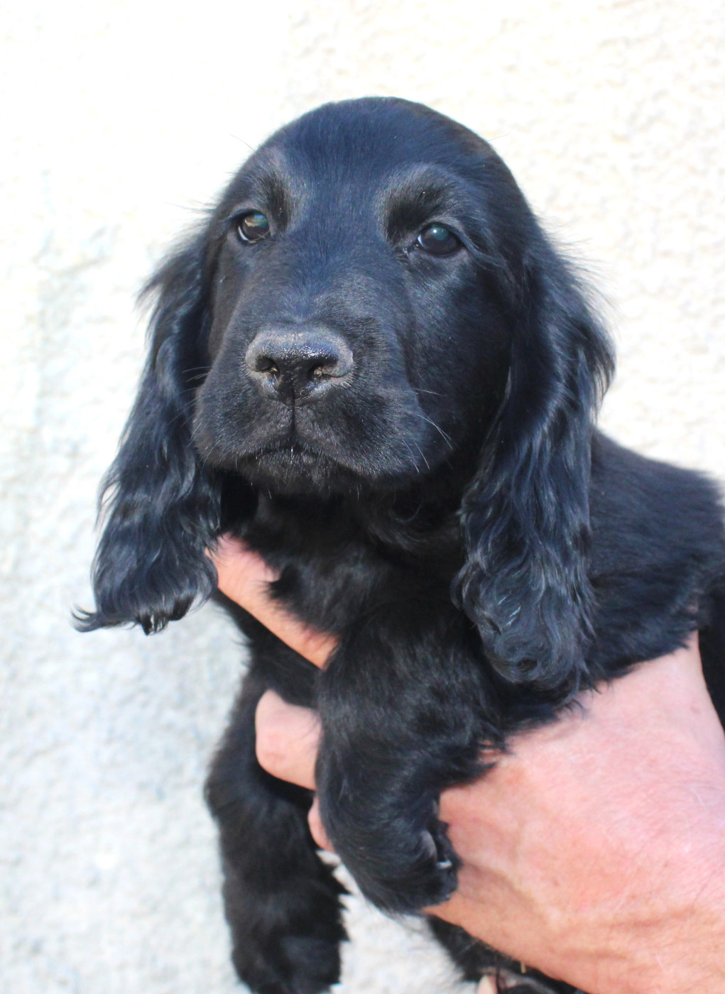Du Plo Del Bosc - Chiots disponibles - Cocker Spaniel Anglais