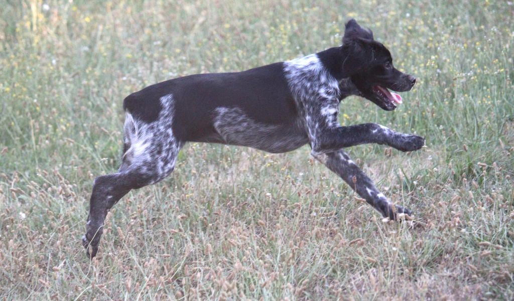 Du Plo Del Bosc - Chiots disponibles - Epagneul Breton