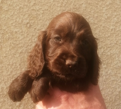 Biboule