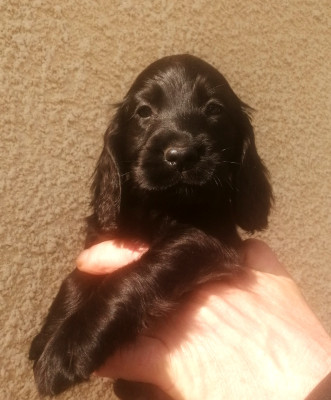 Chiot N°2