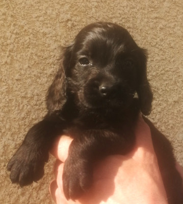 Chiot N°4