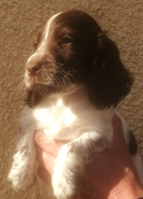 Chiot N°6