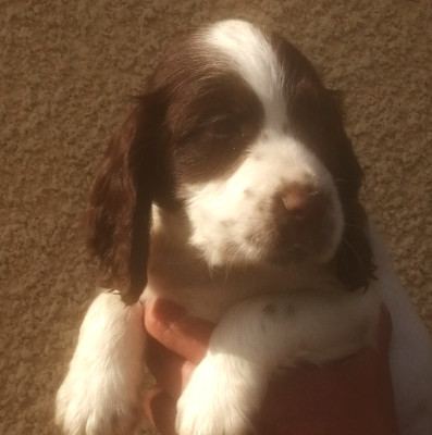 Chiot N°8
